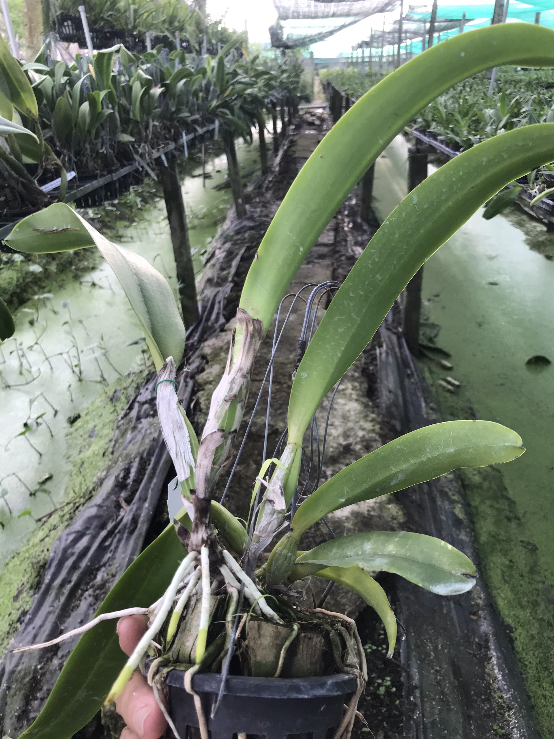 Hoa lan Cattleya Rungnapha