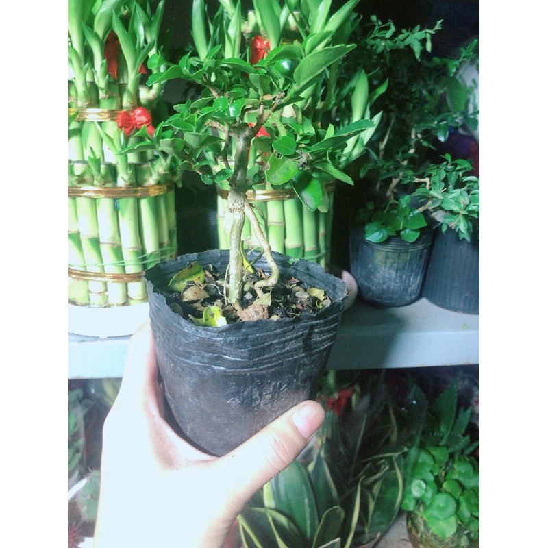 [HCM]Cây Sam Hương Bonsai