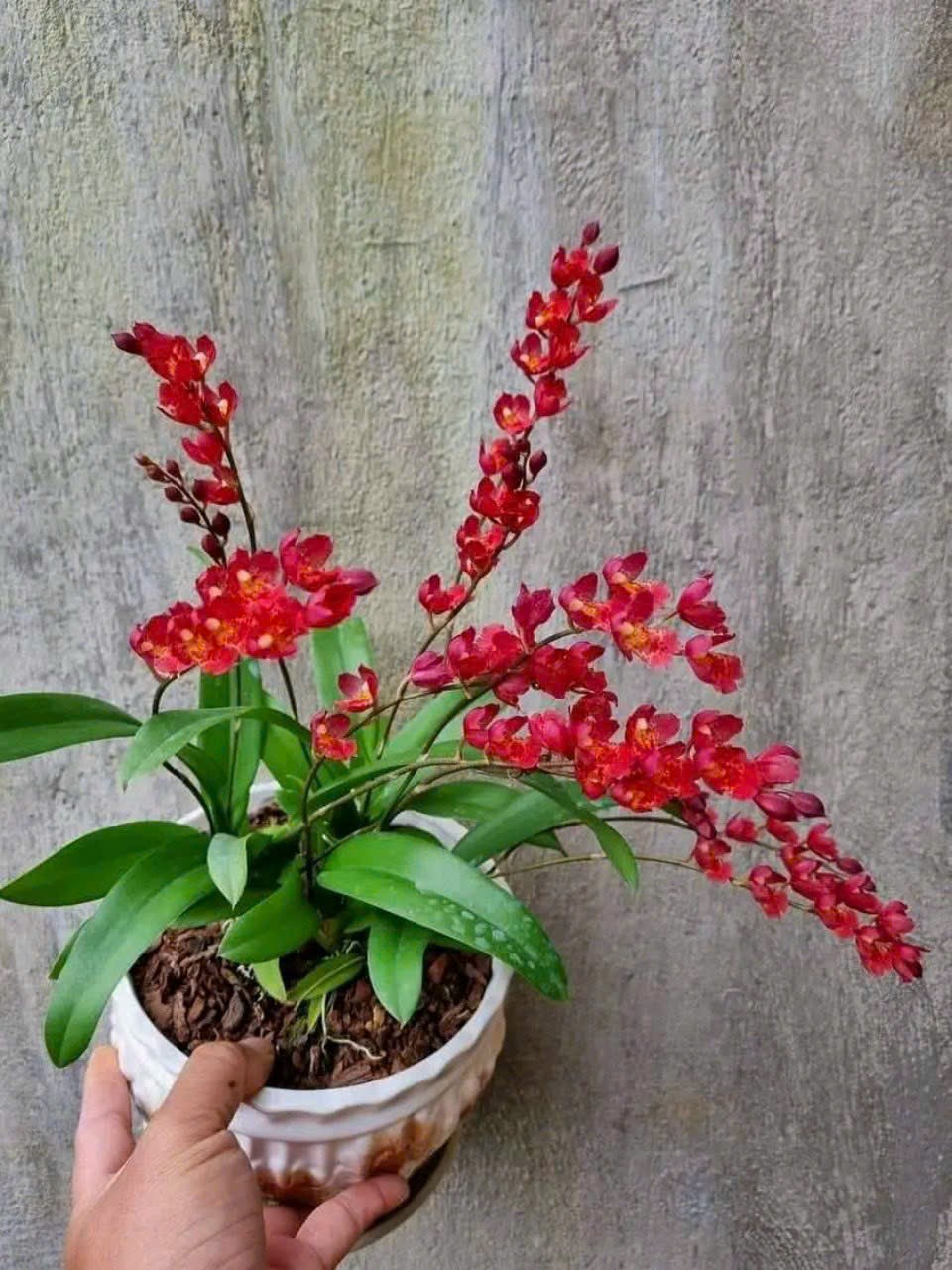 HOA LAN VŨ NỮ LAVA ĐỎ