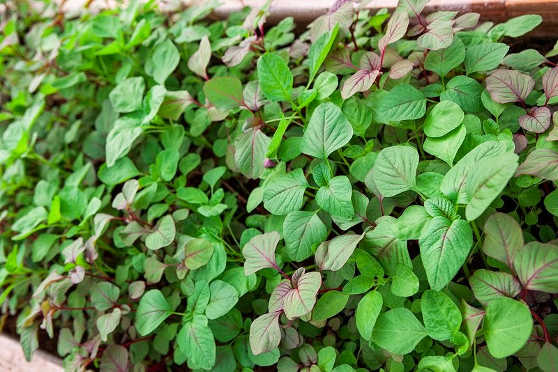 5GR_HẠT GIỐNG RAU DỀN CƠM (SIÊU DỄ TRỒNG)