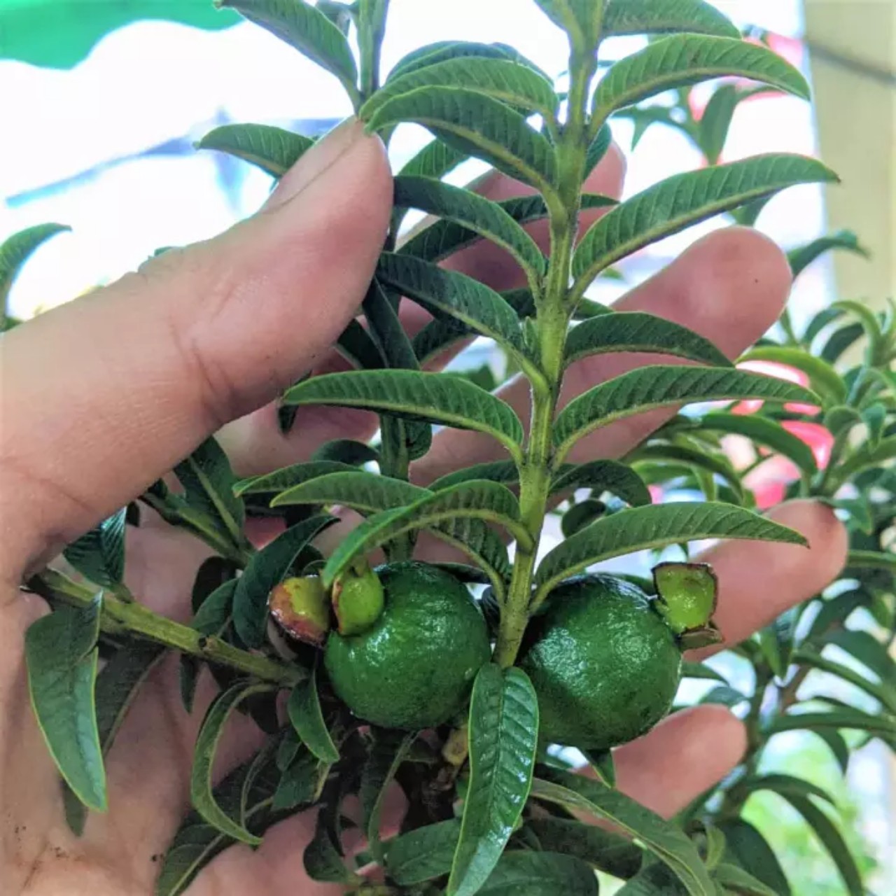 CÂY GIỐNG ỔI SẺ , CÂY GIỐNG ỔI NHẬT, ỔI LÁ KIM **GÓI HÀNG KỸ, VẬN CHUYỂN XA*