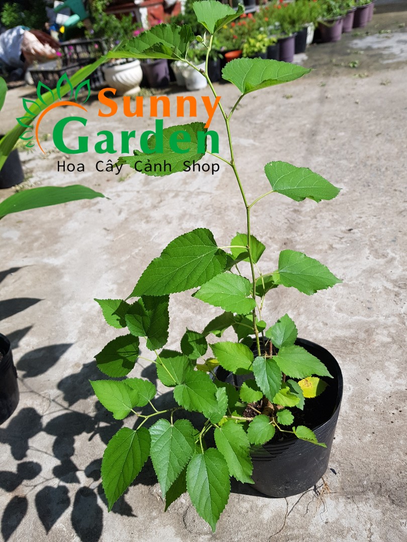 Cây Giống Dâu Tằm - Cây Dược Liệu
