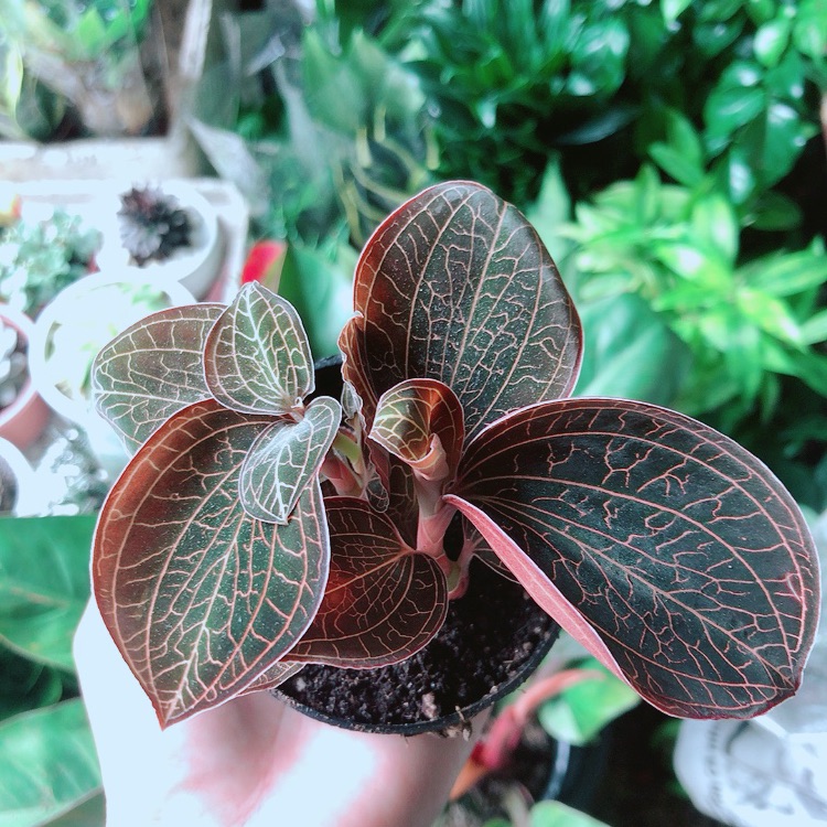 Cây Cau Kiểng Mini