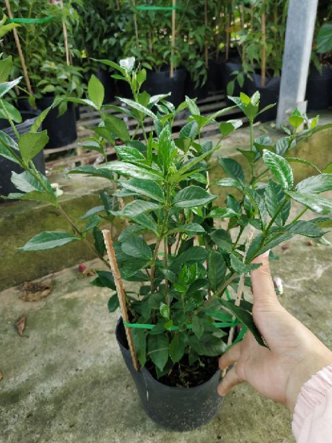 Cây giống hoa Lài Tiểu Thơ (hương thơm ngọt ngào)