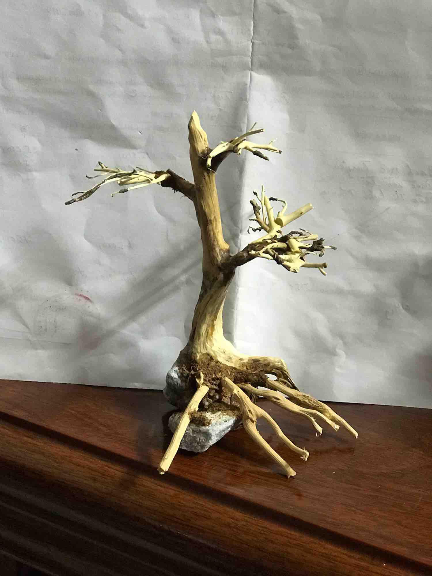 Lũa Bonsai Thuỷ Sinh 10x15