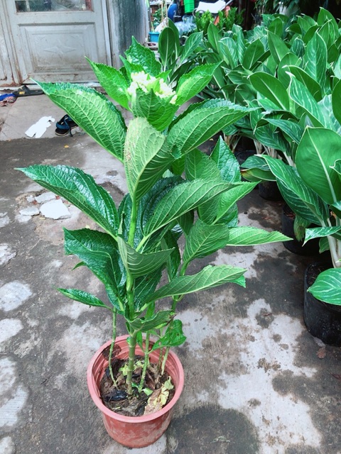 Cây Hoa Cẩm Tú Cầu