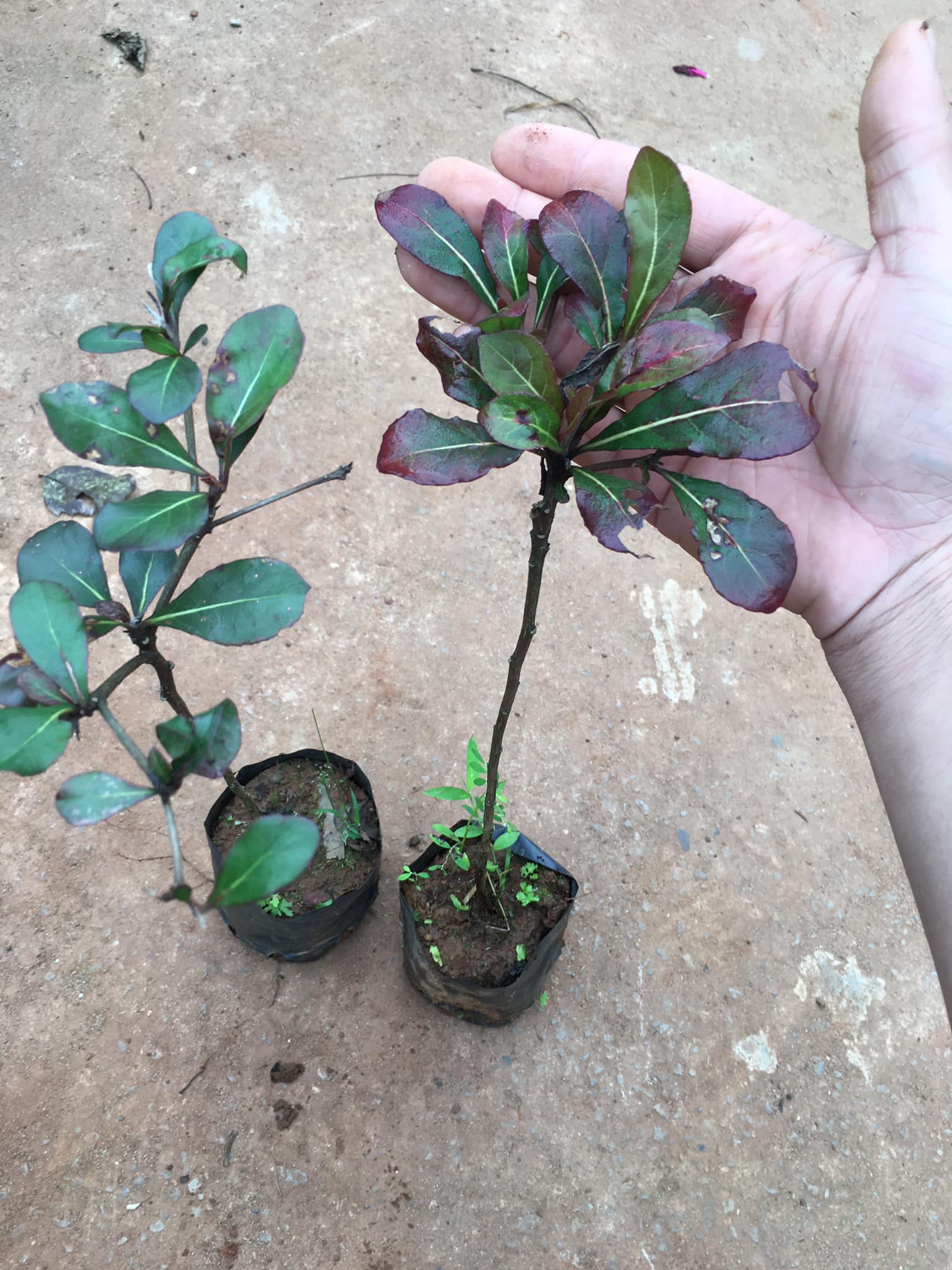 [HCM]COMBO 3 CÂY BÀNG ĐÀI LOAN CAO TỪ 25-40 CM ( LÁ BÀNG NHỎ )