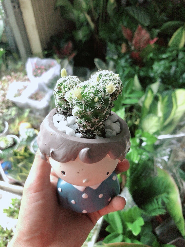 Chậu Xương Rồng Trứng Chim