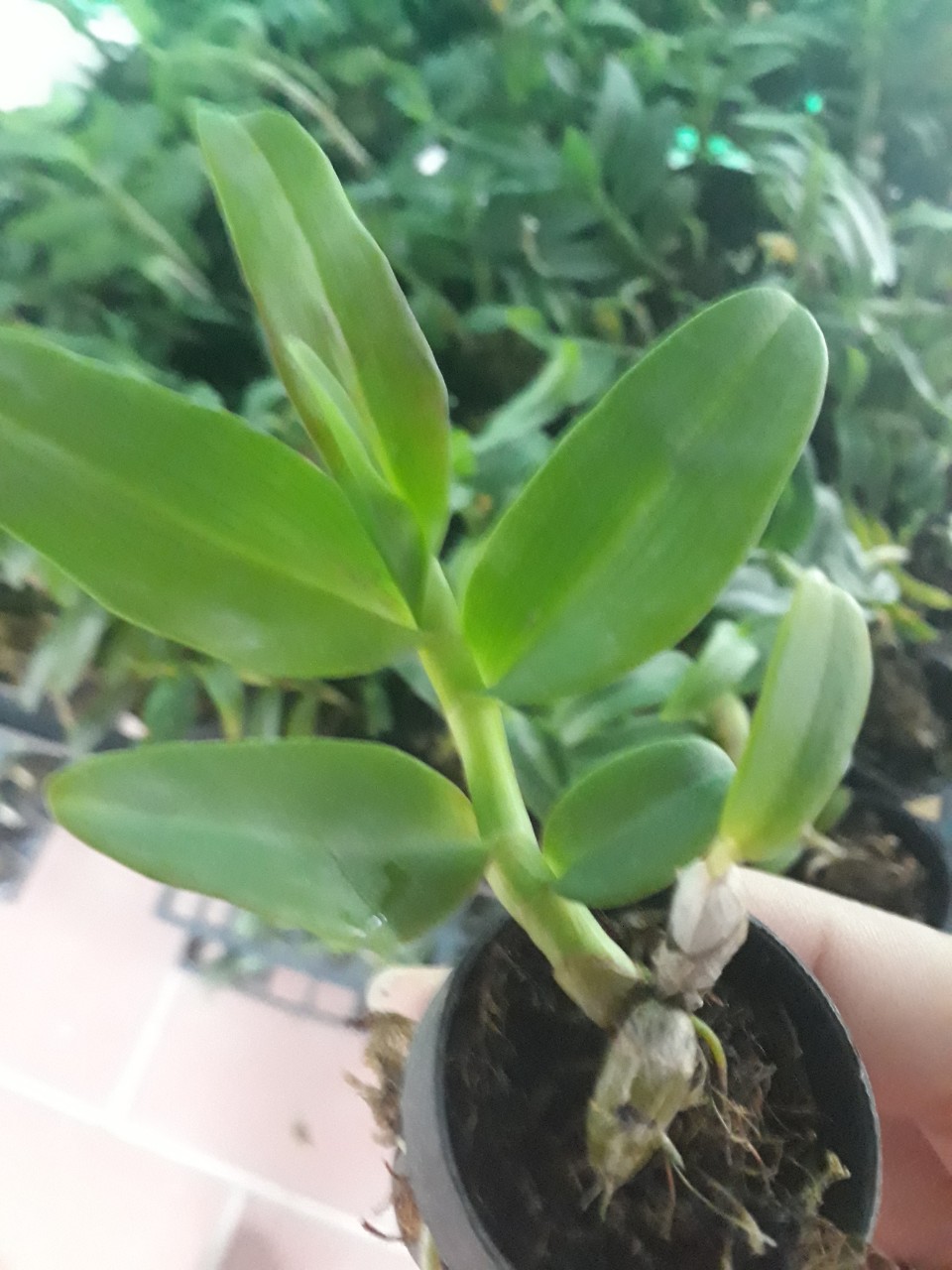 Phi điệp 5ct mắt nai hòa bình