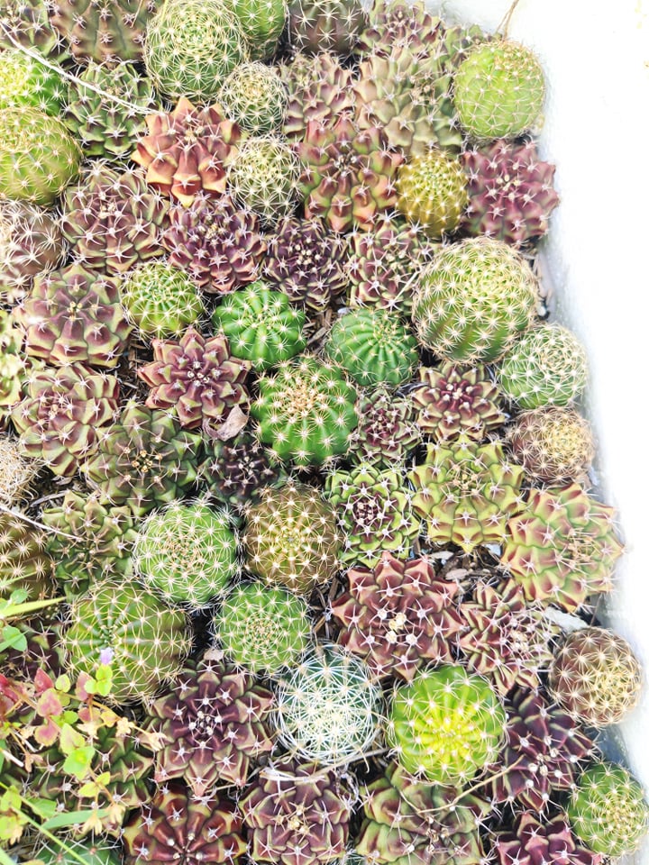 Cây xương rồng lobivia dễ chăm nhanh hoa