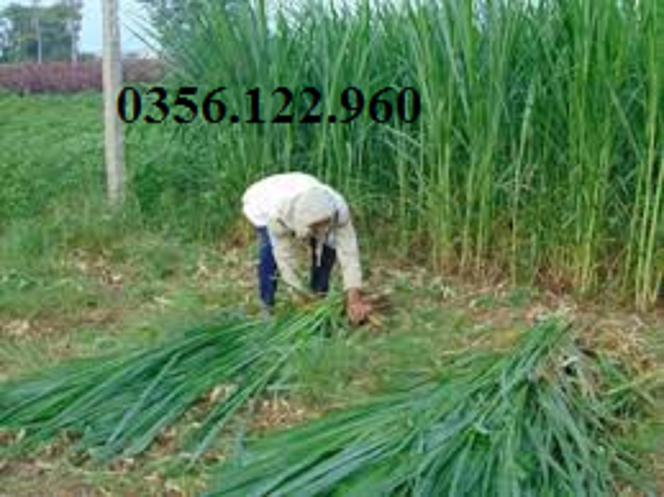 CỎ VOI LAI SIÊU NĂNG SUẤT - 200G