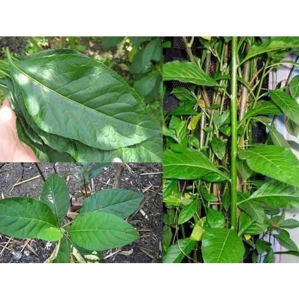 cây giống cây mật gấu (cây lá đắng)