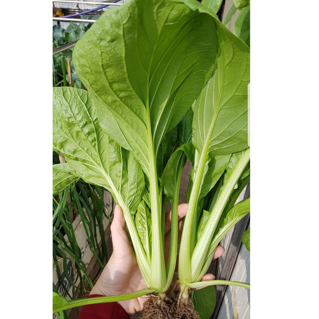 CẢI NGỌT KHỔNG LỒ CHỊU NHIỆT