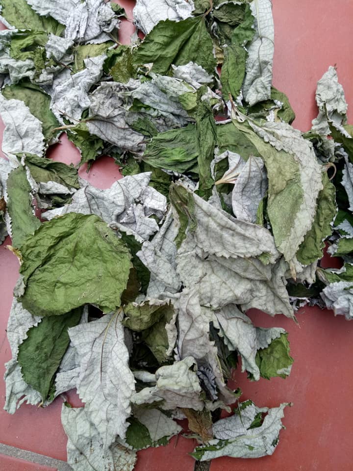 lá gai khô 1kg phơi nắng