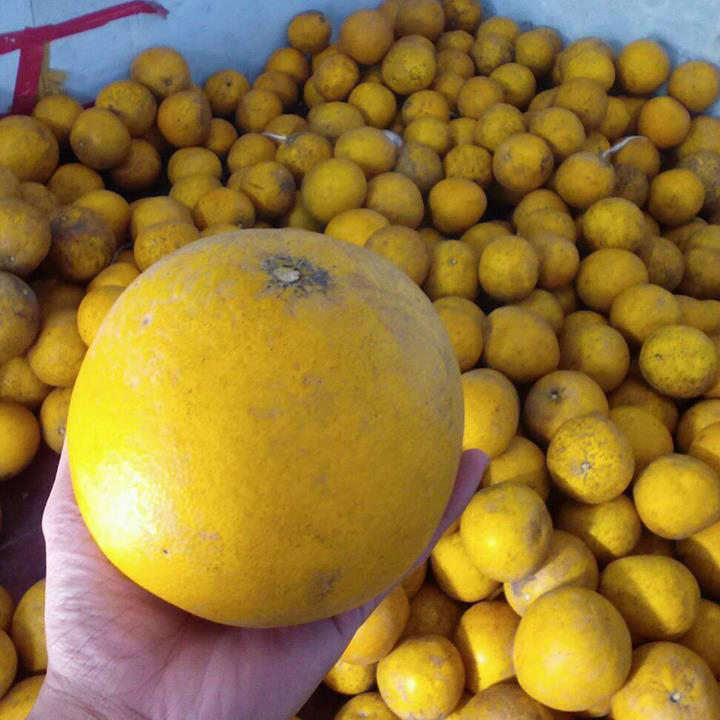 BƯỞI DIỄN SIÊU NGON SIÊU QUẢ