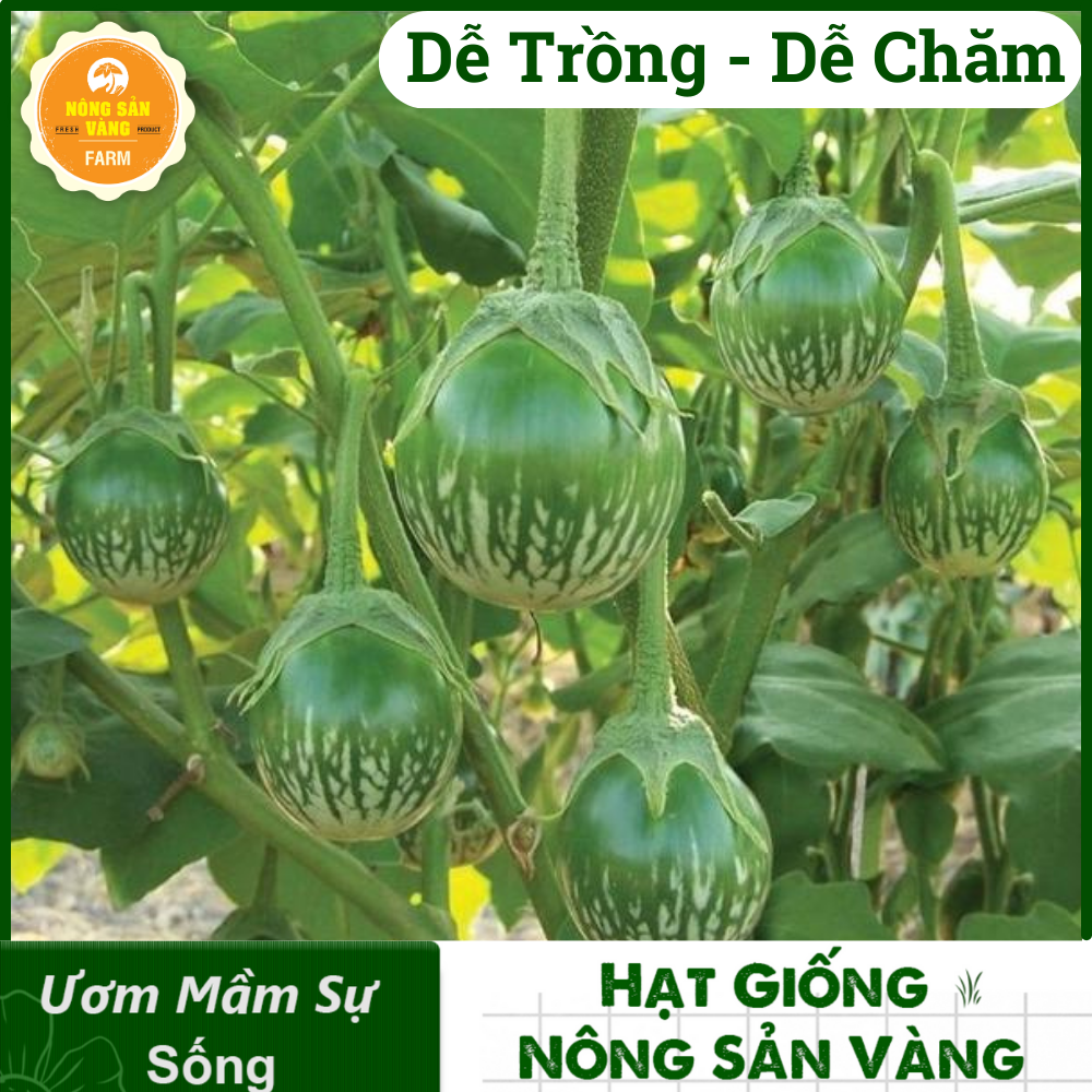 Tổng Hợp Các Hạt giống Ăn Quả, Củ, Nảy Mầm Cao, Sinh Trưởng, Phát Triển Khỏe - Nông Sản Vàng