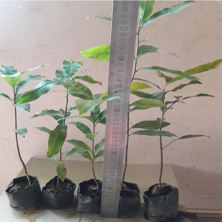 COMBO 5 CÂY MAI VÀNG GIỐNG cao từ 25-35 cm giá rẻ, ngâm kích mần