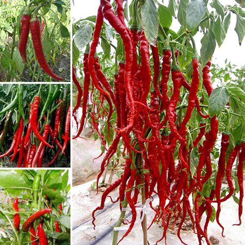 Hạt giống ớt siêu cay (gói 60 hạt)