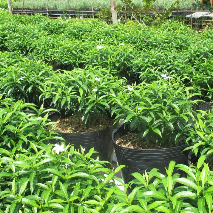 Cây mai vạn phúc