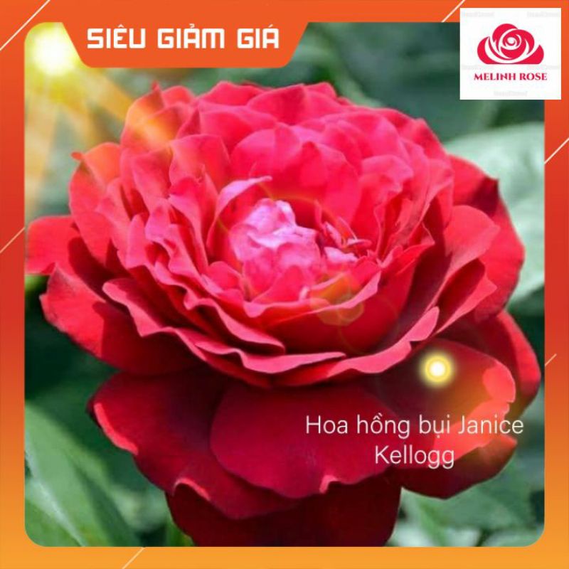 Hoa hồng ngoại Janice Kellogg – Hoa hồng Pháp màu đỏ hoa to siêu đẹp
