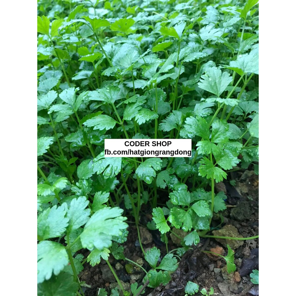 Hạt Giống Ngò Hạt Nhỏ Rạng Đông 20Gram