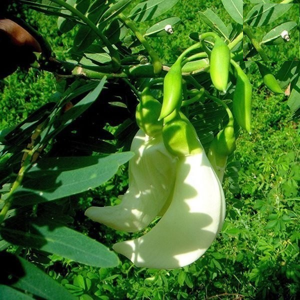 Hạt bông SO ĐŨA trắng - Gói 2 gram