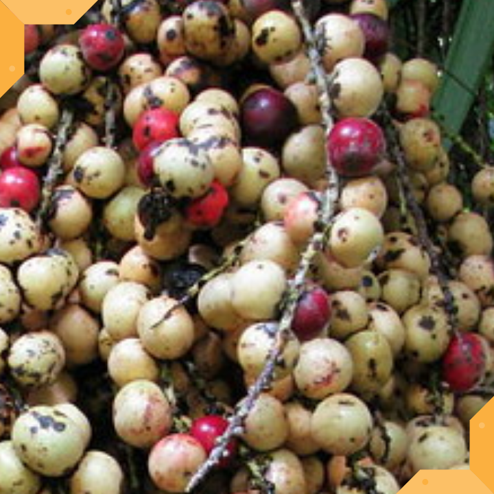 TRÁI ĐỦNG ĐỈNH KHÔ - 1 KG