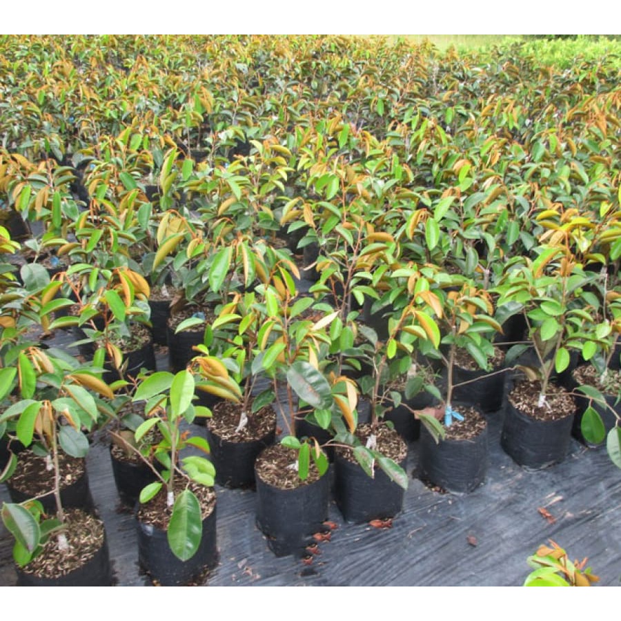 Cây vú sữa lò rèn ( ảnh thật cây cao 50 cm )