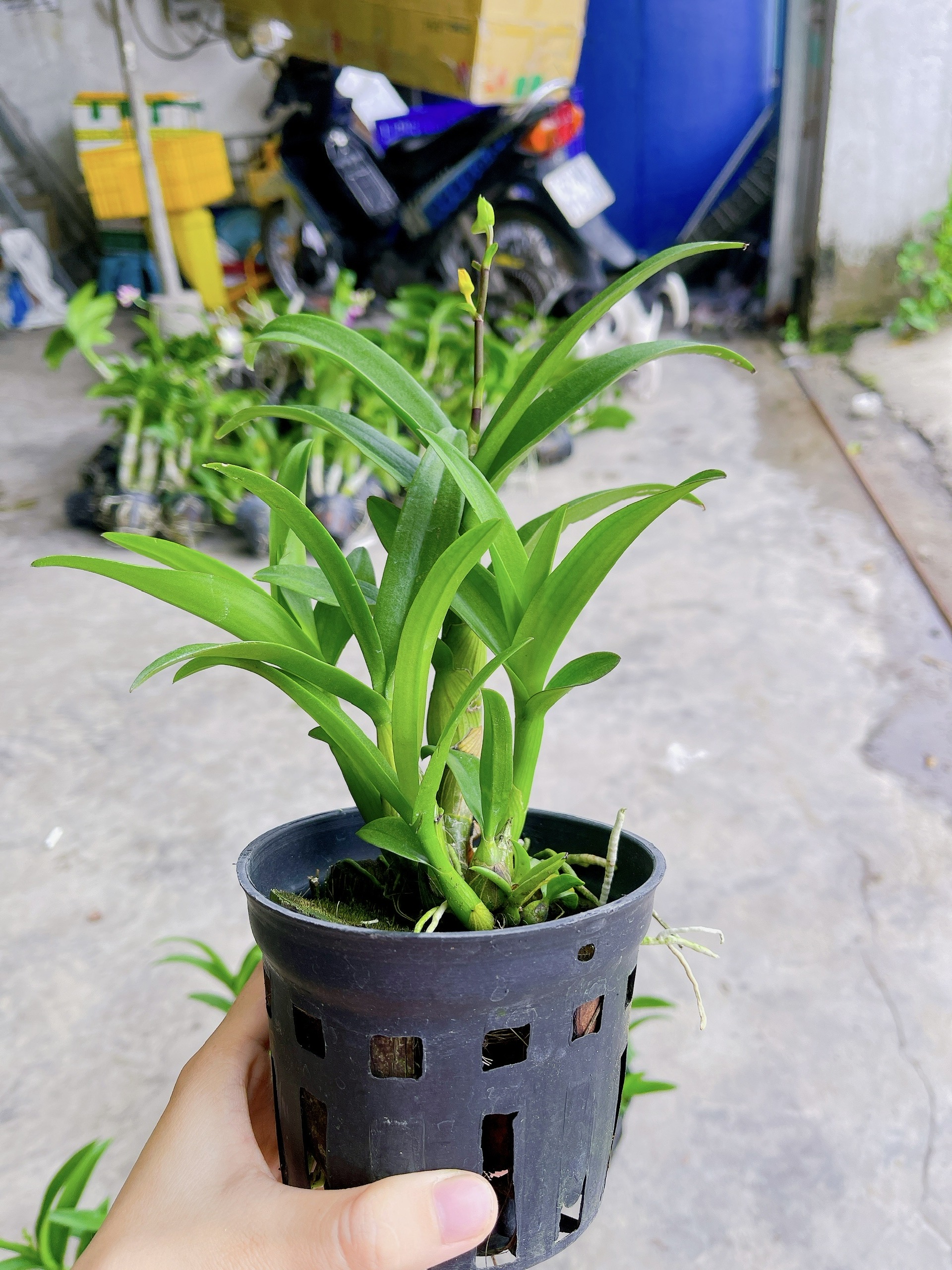 HOA LAN  DENRO MINI - MẶT HOA NHỎ