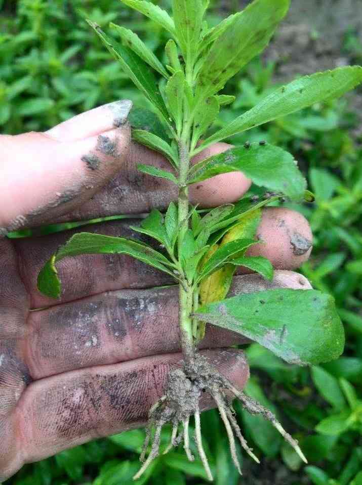 "Gói 5 "Hạt giống cây cỏ ngọt [Seeds]