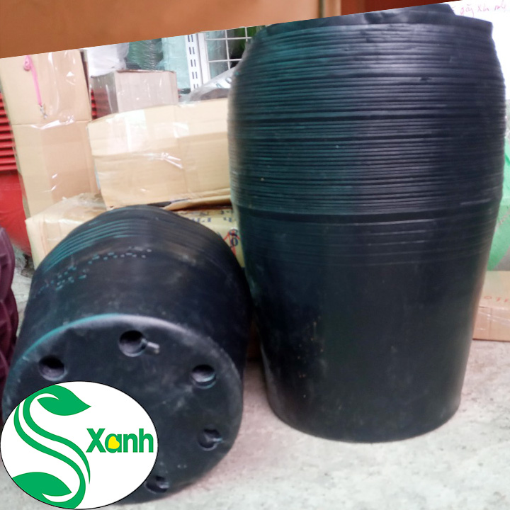 10 Chậu trồng cây C8