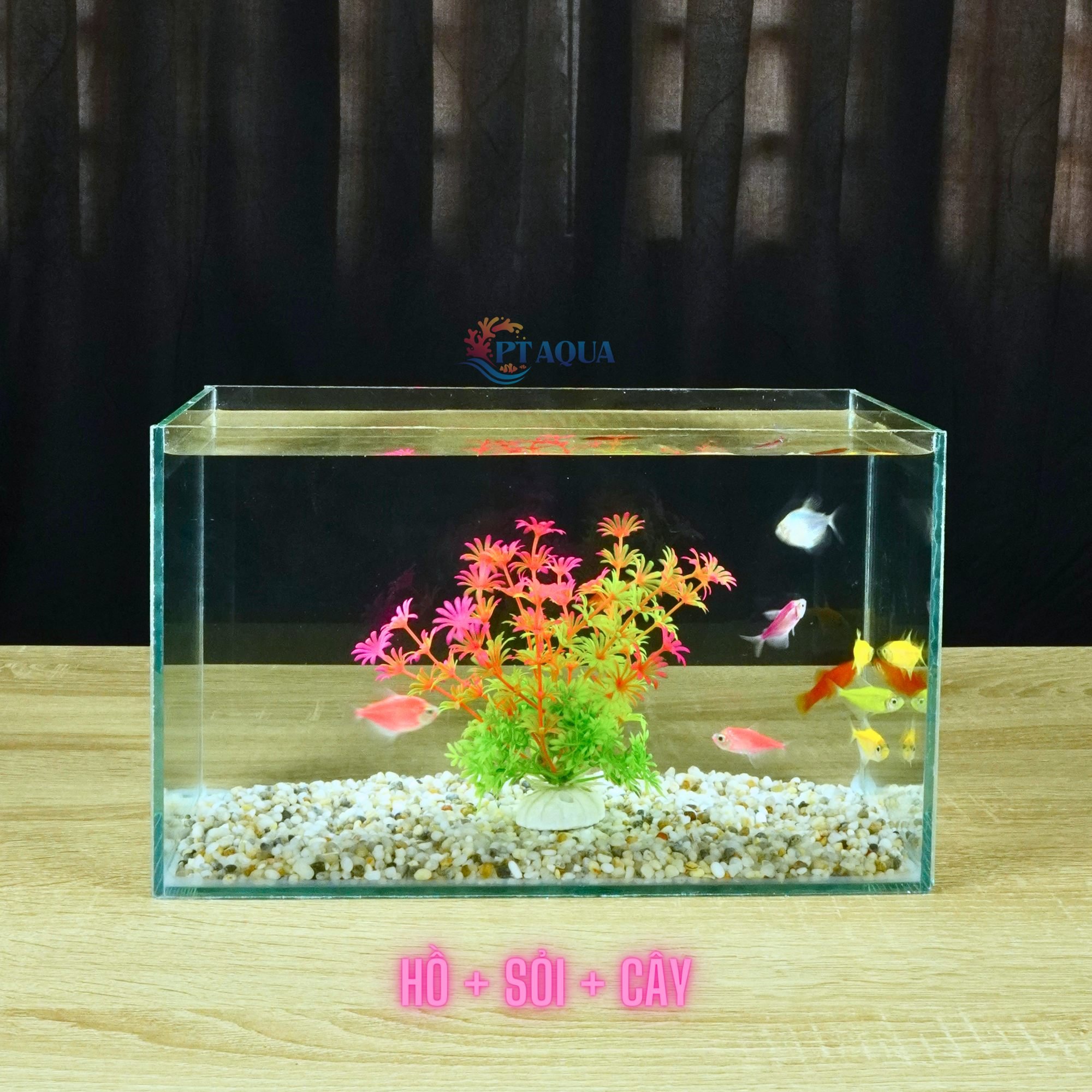 Bể cá mini để bàn 30x15x18cm nhiều mẫu COMBO giá rẻ đầy đủ phụ kiện
