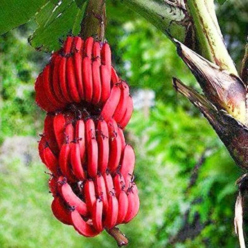 Cây giống chuối tiêu đỏ ( cấy mô siêu sớm) (cây giống có bảo hành )