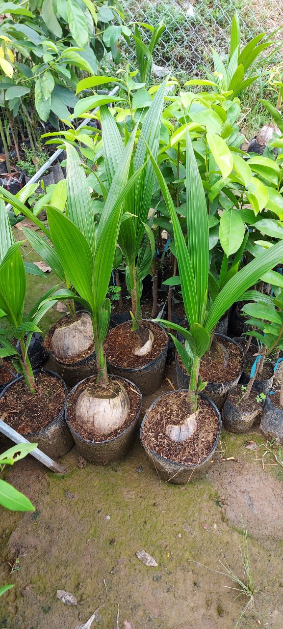 Cây giống dừa xiêm lửa lùn