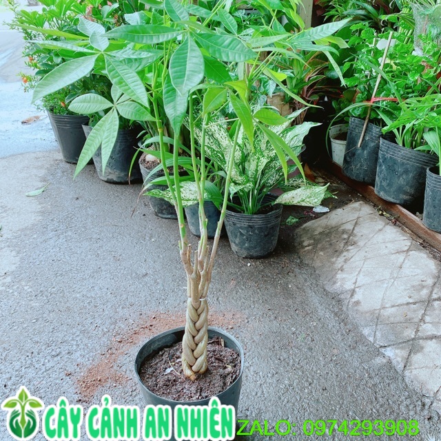 Kim ngân thắt bính 60cm