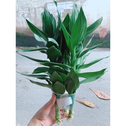 Phát Tài Búp Sen