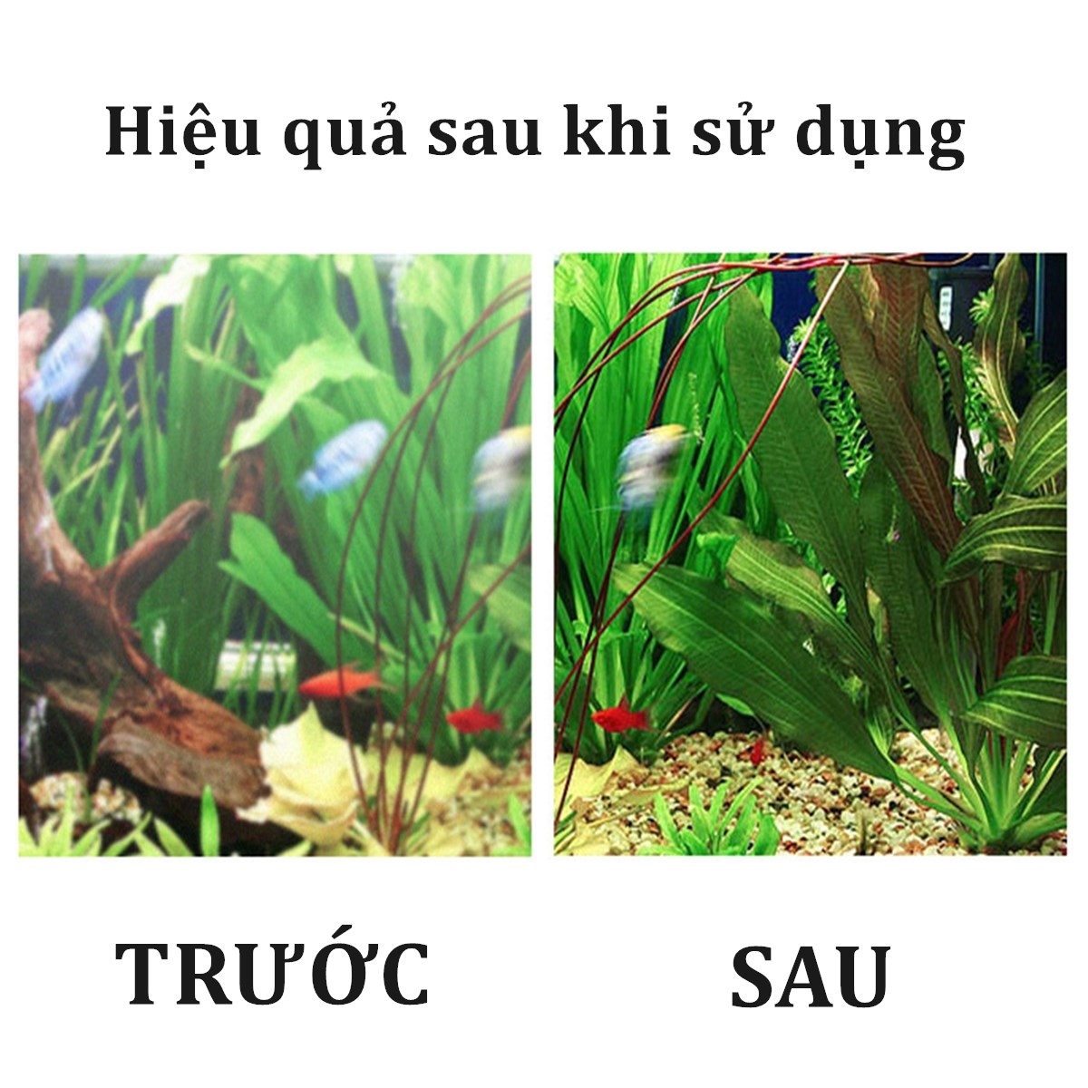 Vi Khuẩn Nitrat Hóa Cho Bể Cá Cảnh , Bể Thủy Sinh