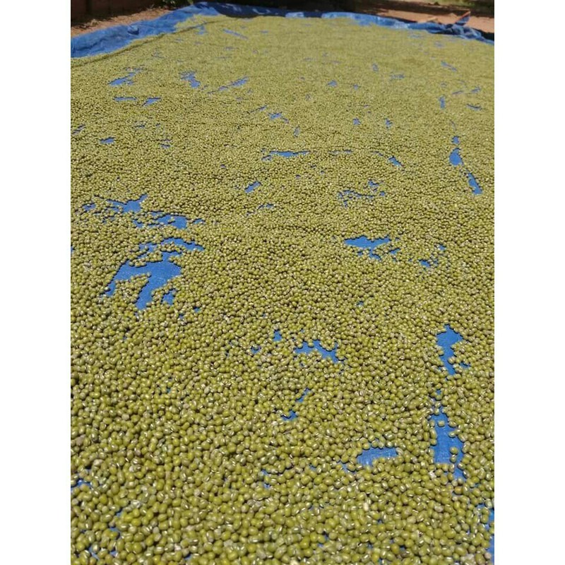2kg Đậu Xanh Quê Nguyên Hạt