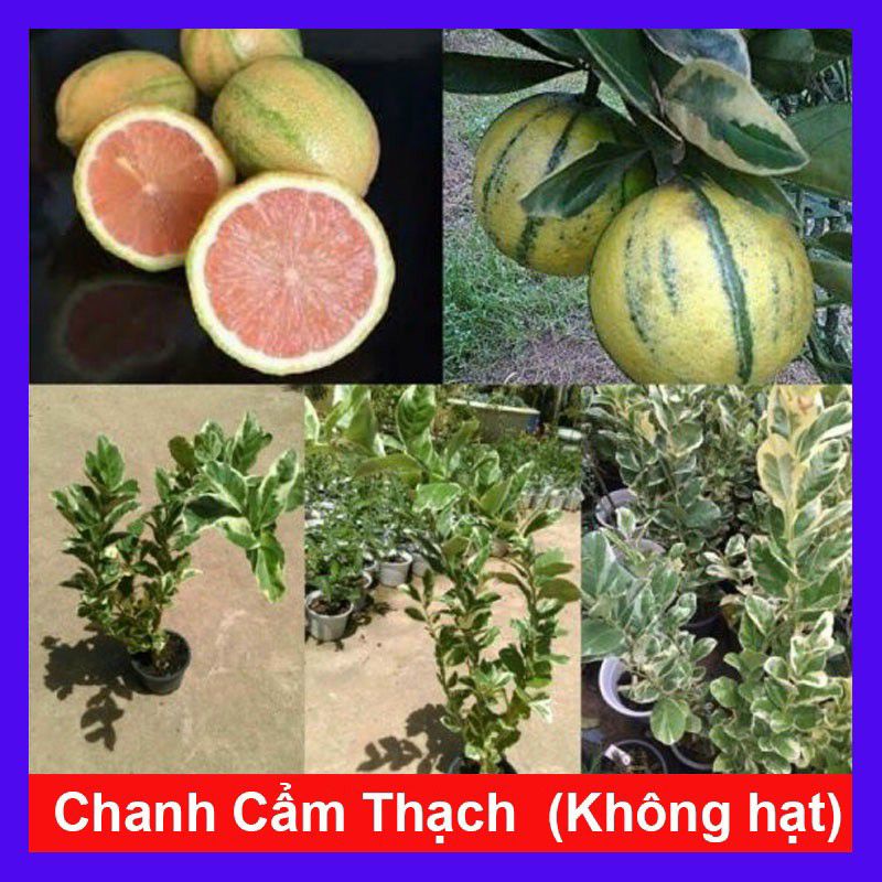 chanh cẩm thach