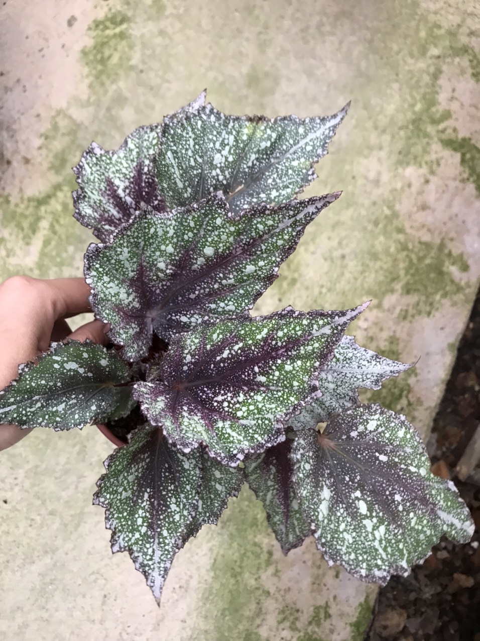 Thu Hải Đường -  Begonia 10 màu sắc