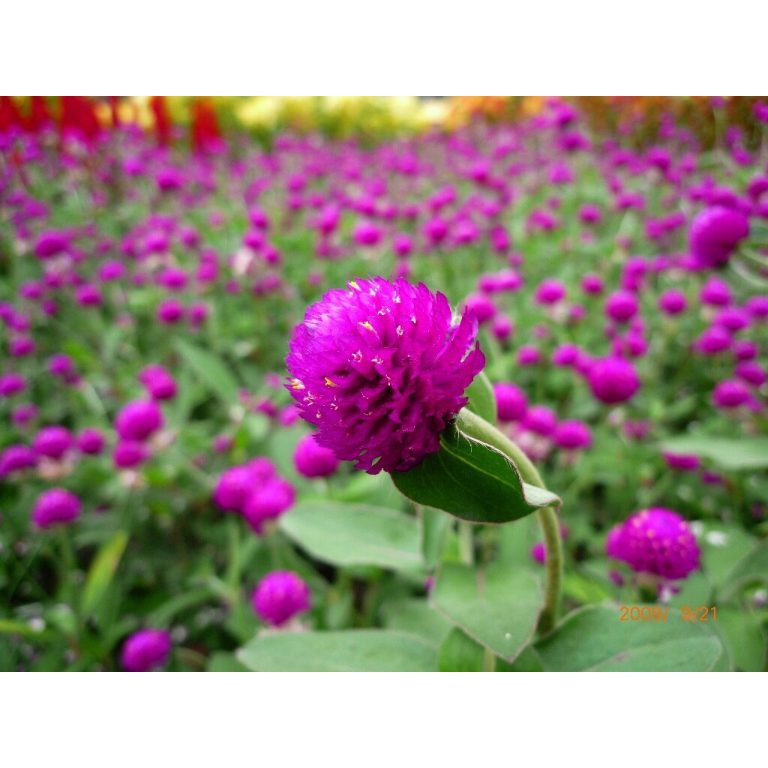 Phân bón lá Miracle-Gro 15-30-15 USA 10gram