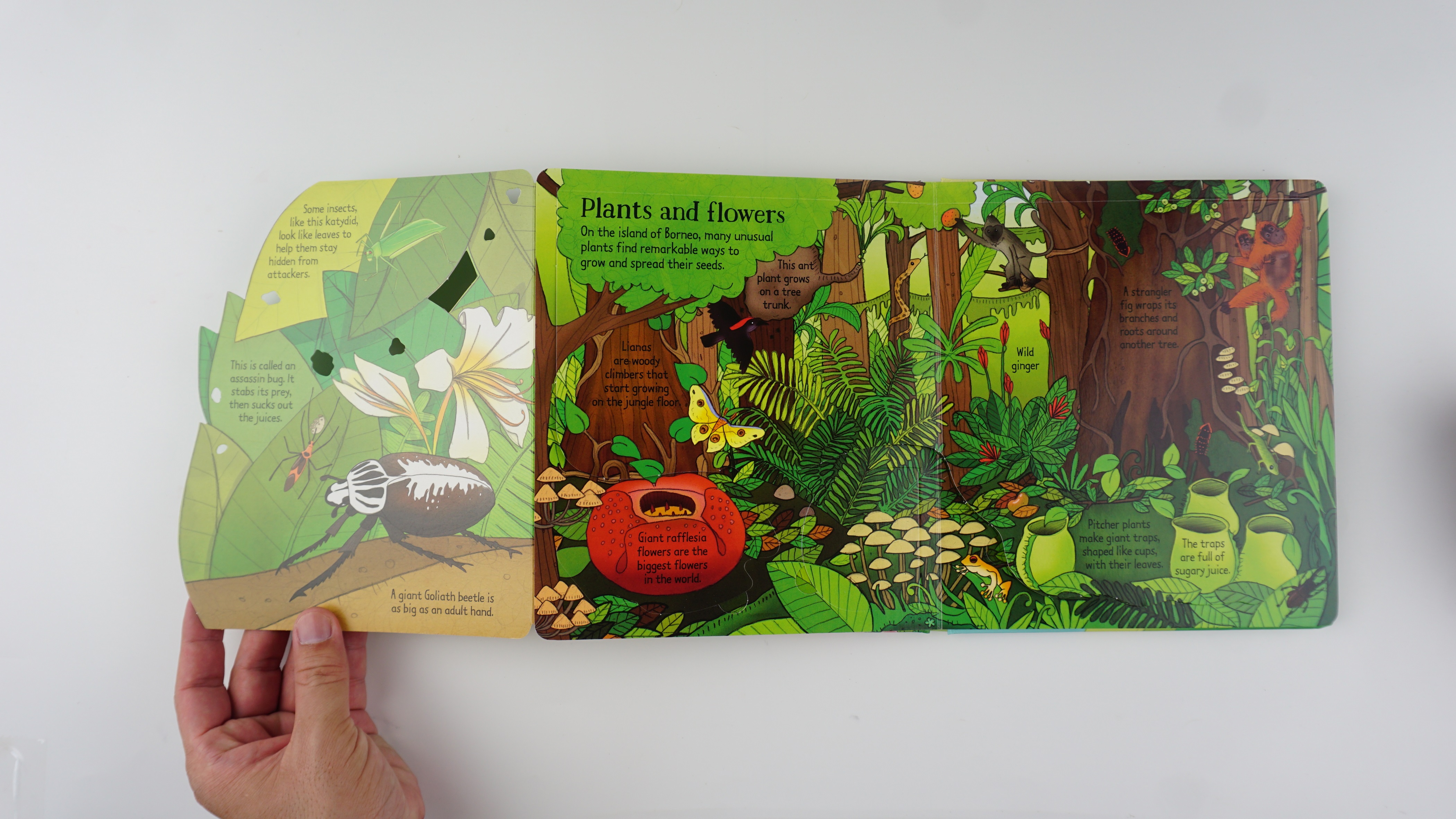 Look Inside the Jungle