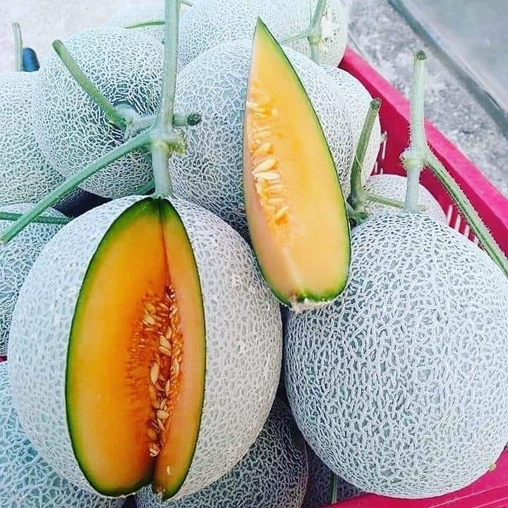 Hạt giống Dưa lưới vàng F1- 1gr