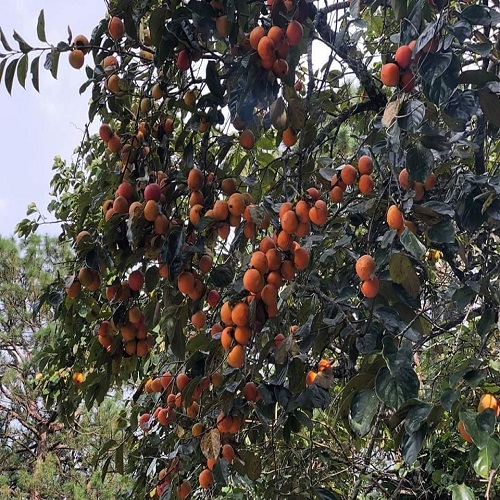Cây Giống Hồng Nhân Hậu Quả Đỏ Không hạt