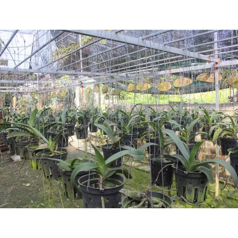 Móc Kẽm Treo Lan, Cây Cảnh 70cm