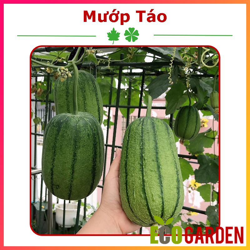 Hạt giống mướp táo đài loan