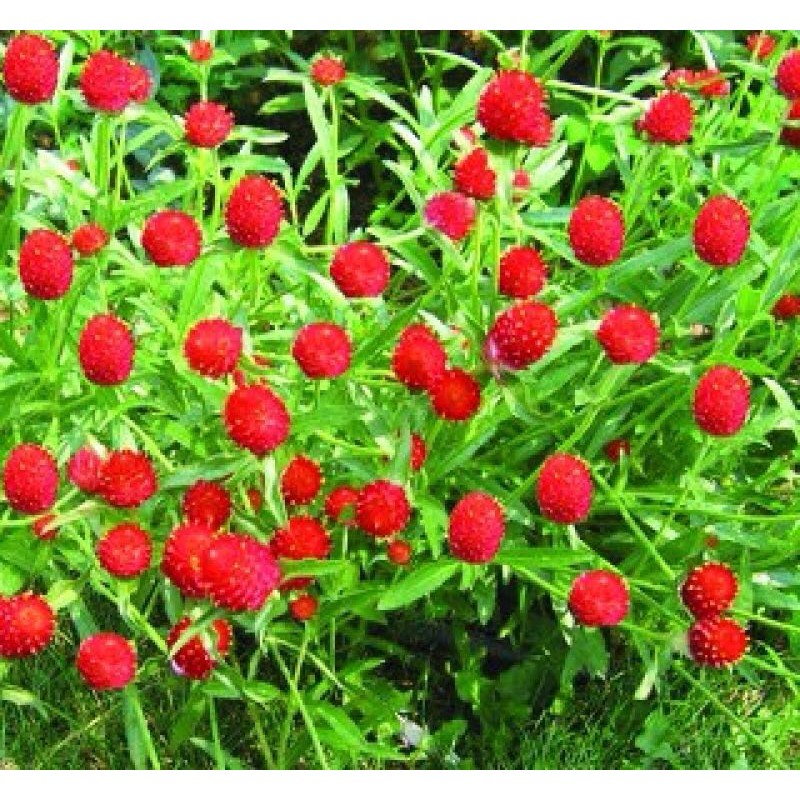 HẠT HOA CÚC NÚT ÁO NHIỀU MÀU - GÓI 0,5 GRAM