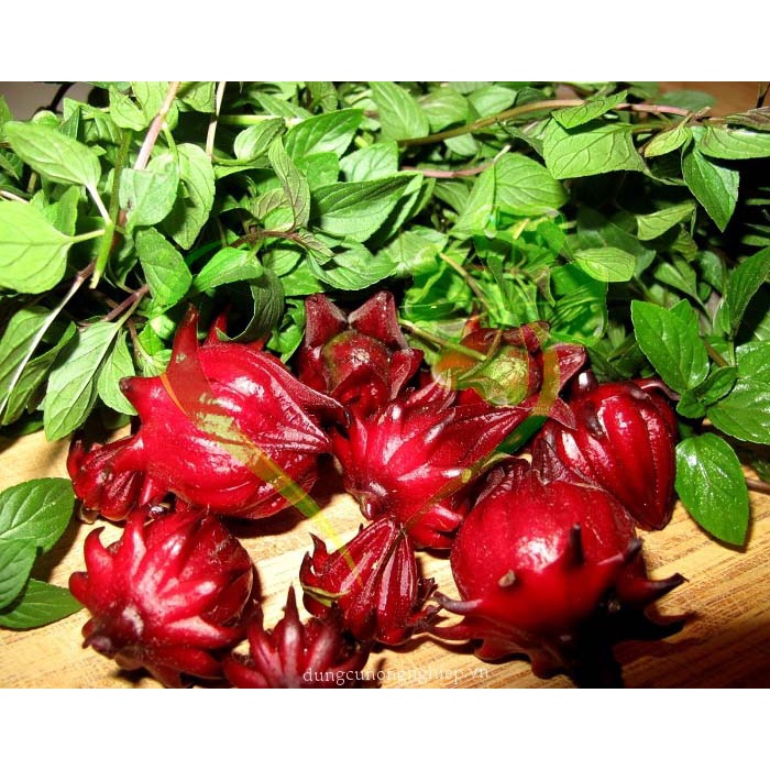 HẠT CÂY GIẤM, HOA ATISO ĐỎ - GÓI 2 GRAM