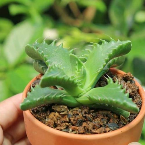 Sen đá hàm cá mập size trung 5-7cm