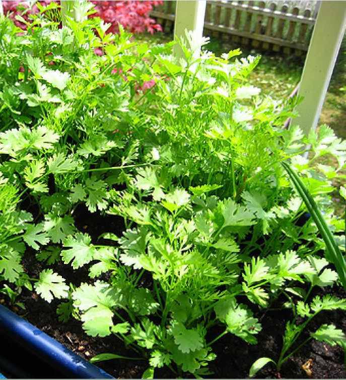 "Gói 20Gram "Hạt giống rau thơm ( cồn tía - rau ngò ) [Seeds]